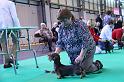 Crufts_dachshunds 126